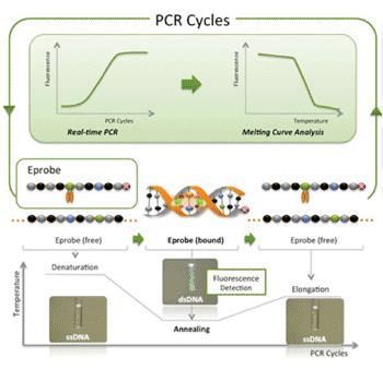 Image: Eprobe, a highly efficient and reliable fluorescent probe for PCR DNA amplification techniques and DNA analysis in hybridization experiments, has been developed by researchers from the Japanese firms RIKEN and K.K. DNAFORM. This technology will enable the development of new, advanced assays for DNA-based genetic testing and help to bring the benefits of genome-wide sequencing studies to patients in the clinic (Photo courtesy of RIKEN).